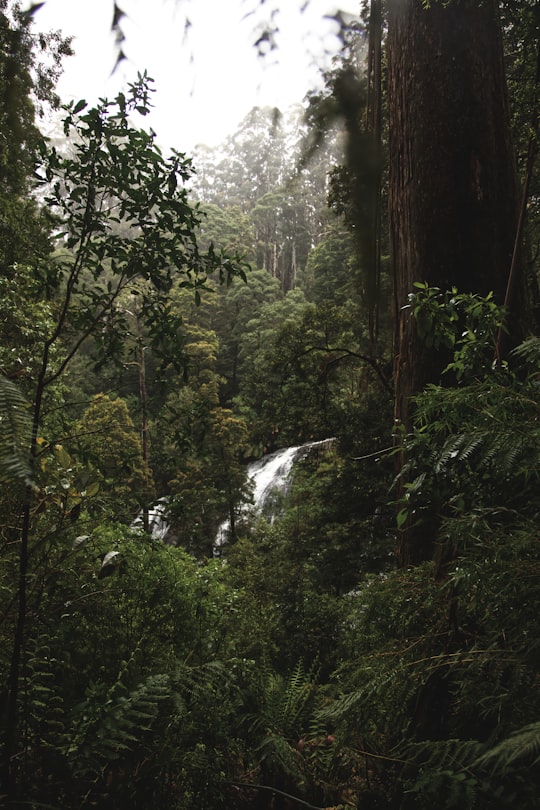 Triplet Falls things to do in Lorne