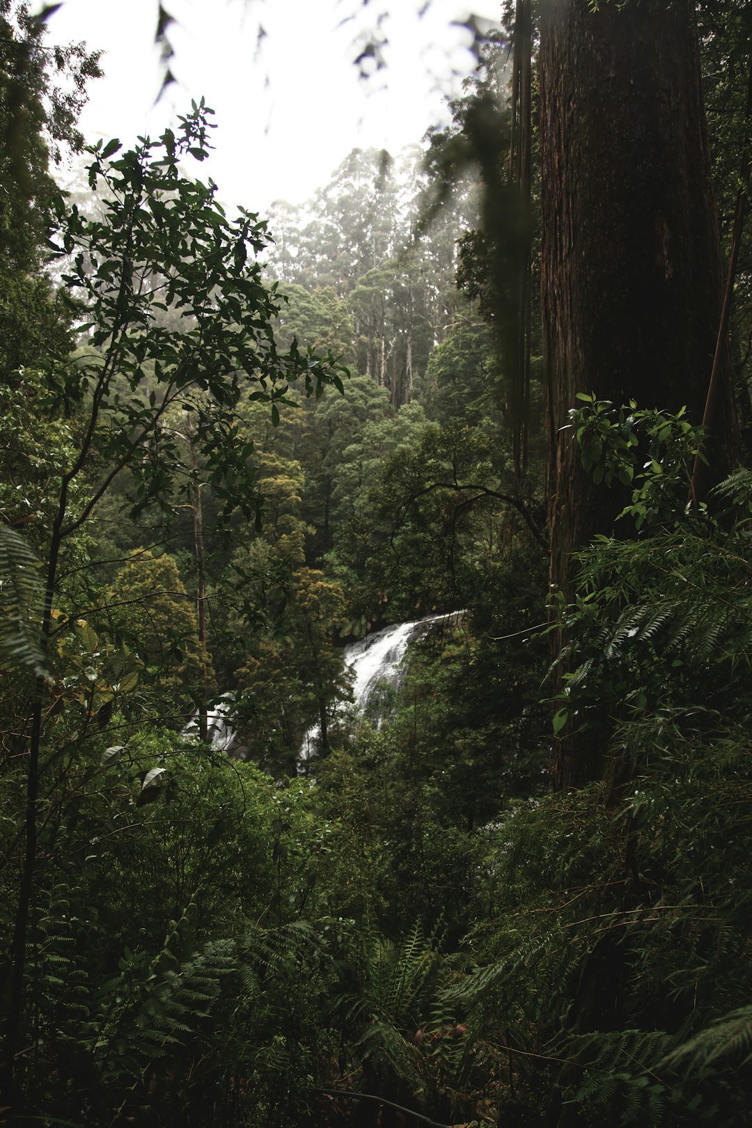 Forest photo spot Triplet Falls Great Ocean Road