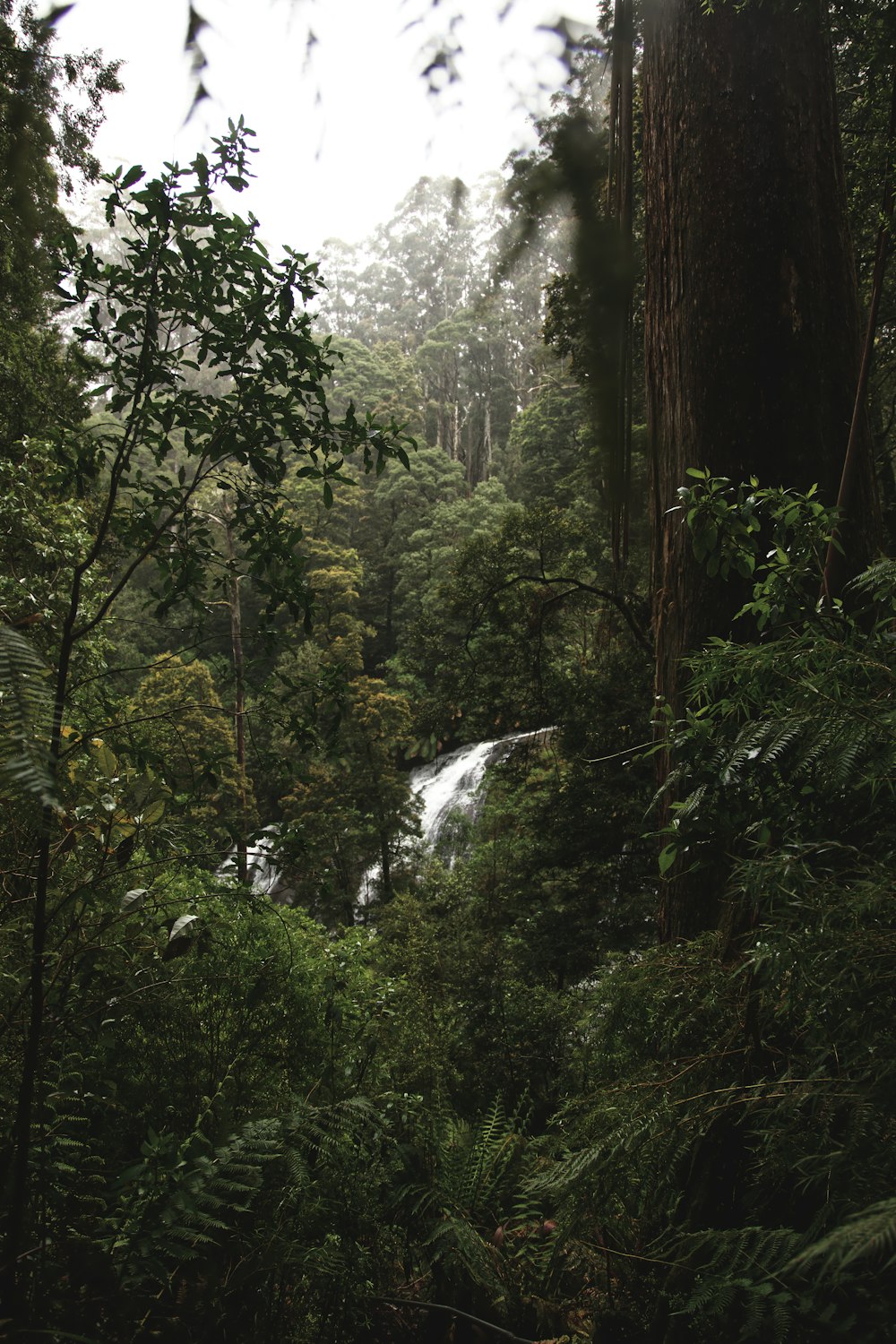 green trees