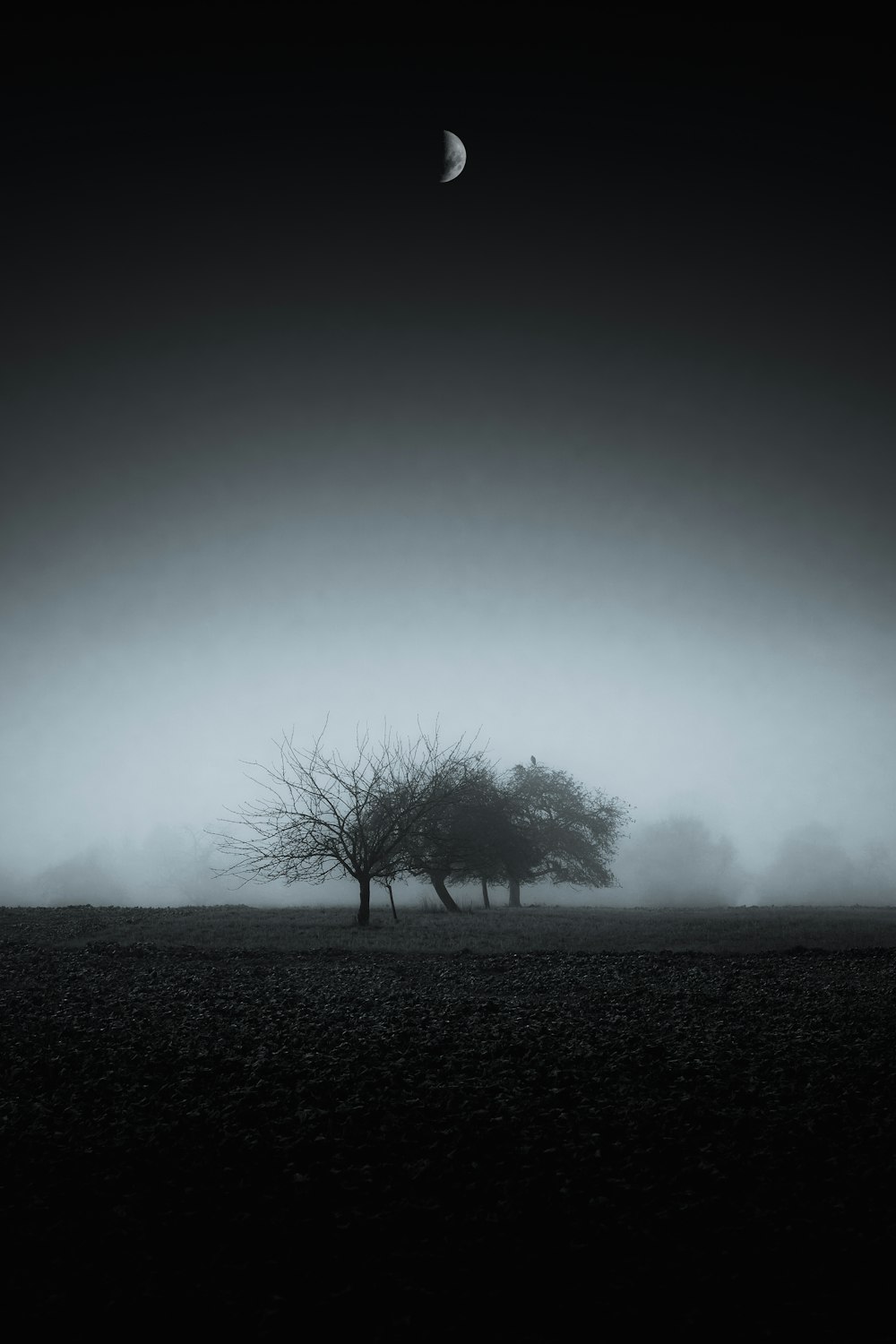 two trees in a field with a half moon in the background