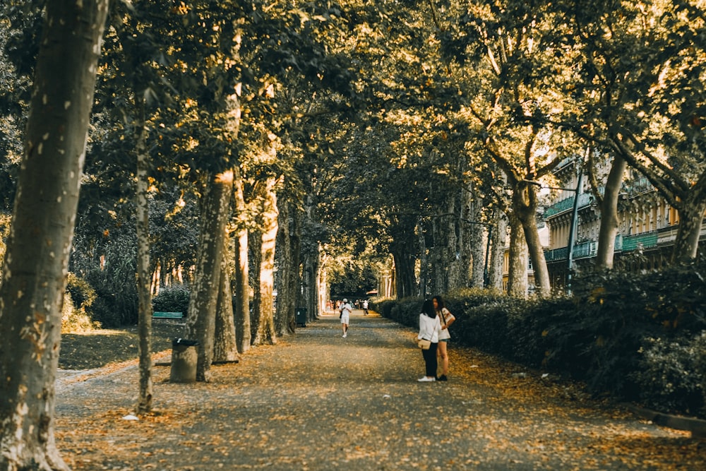 a couple of people walking down a tree lined road