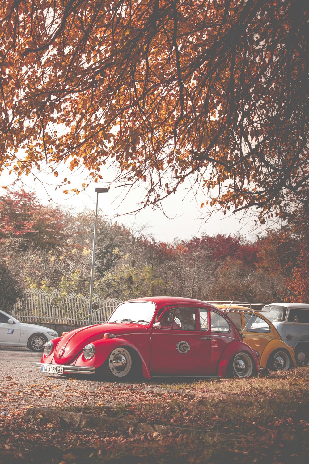 red Volkswagen Beetle parked under tree