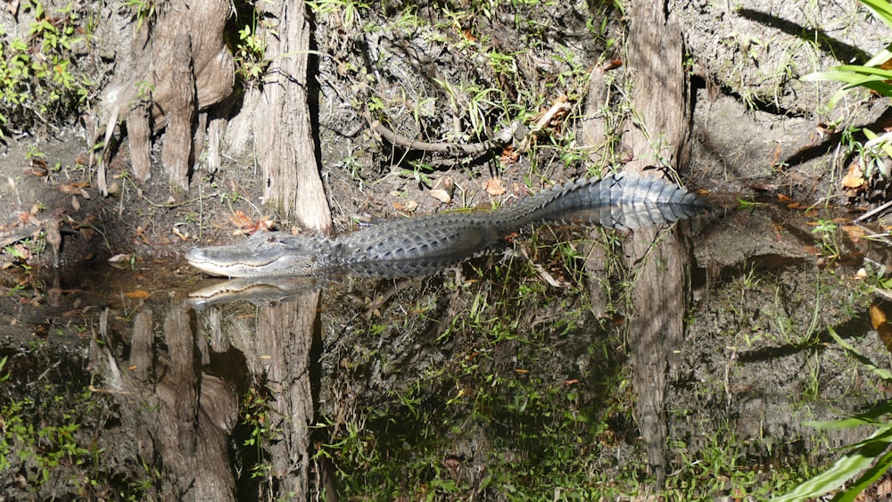 grey crocodile