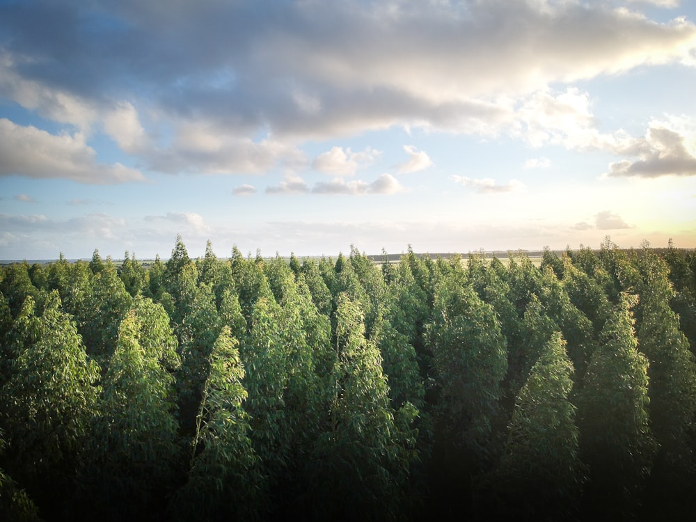 trees under white clouds