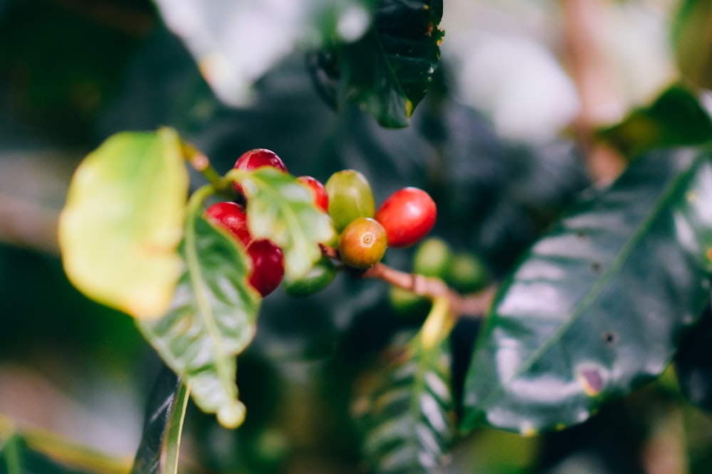 a branch with red berries and green leaves