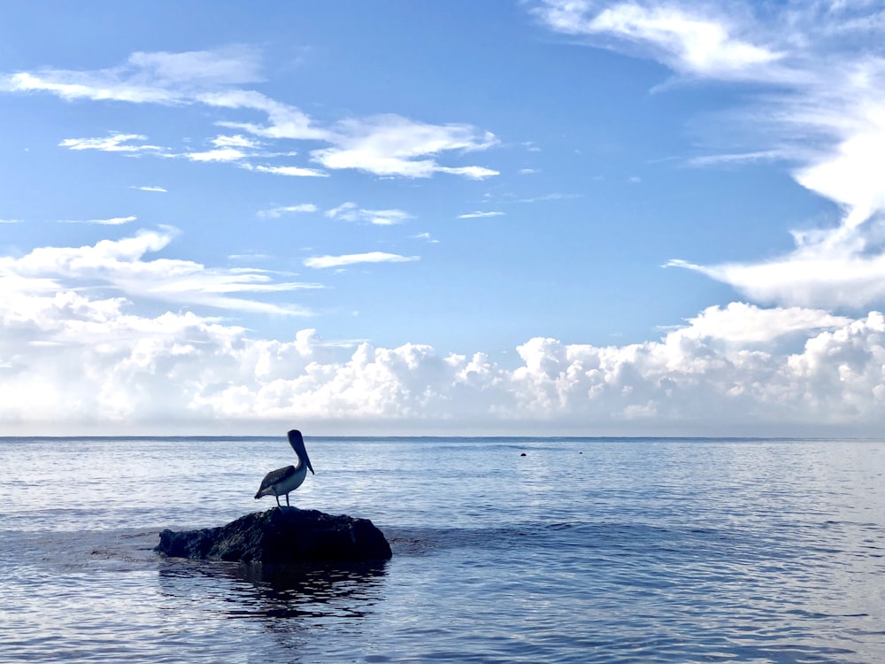 pelican on rock near sea