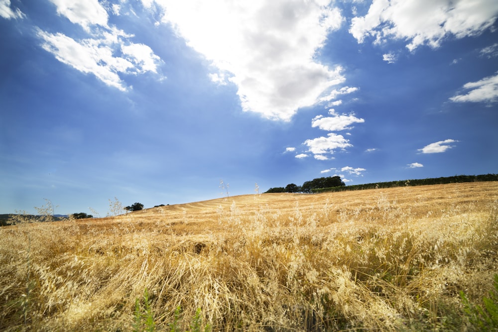 grass field