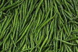 green pepper lot