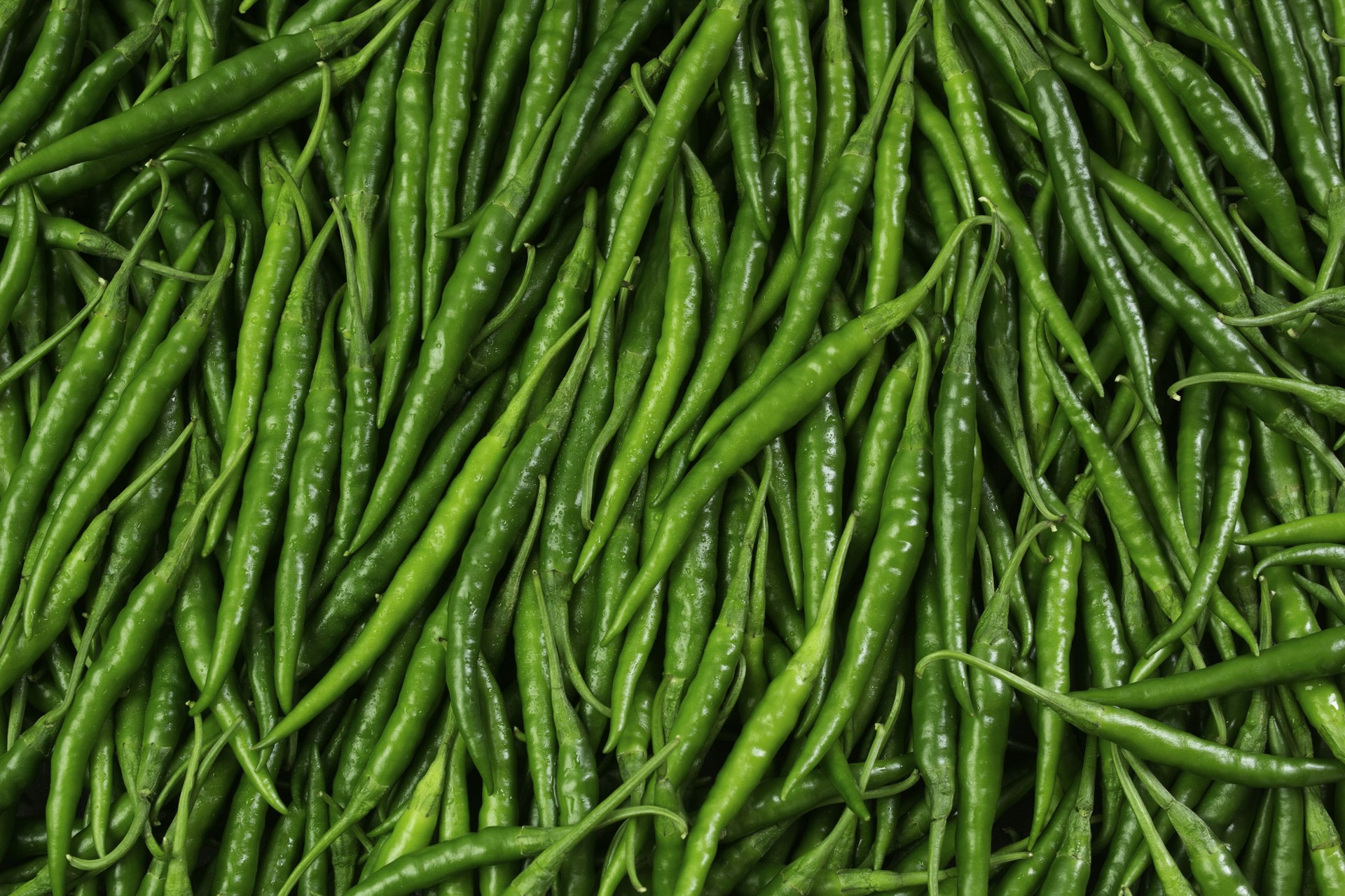 green pepper lot