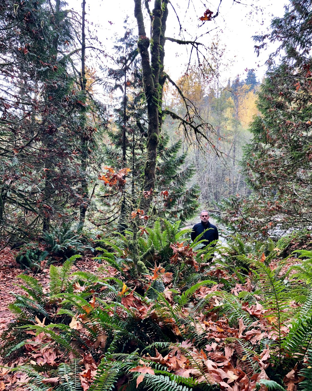 Forest photo spot Stanley Park Drive Horseshoe Bay Ferry Terminal