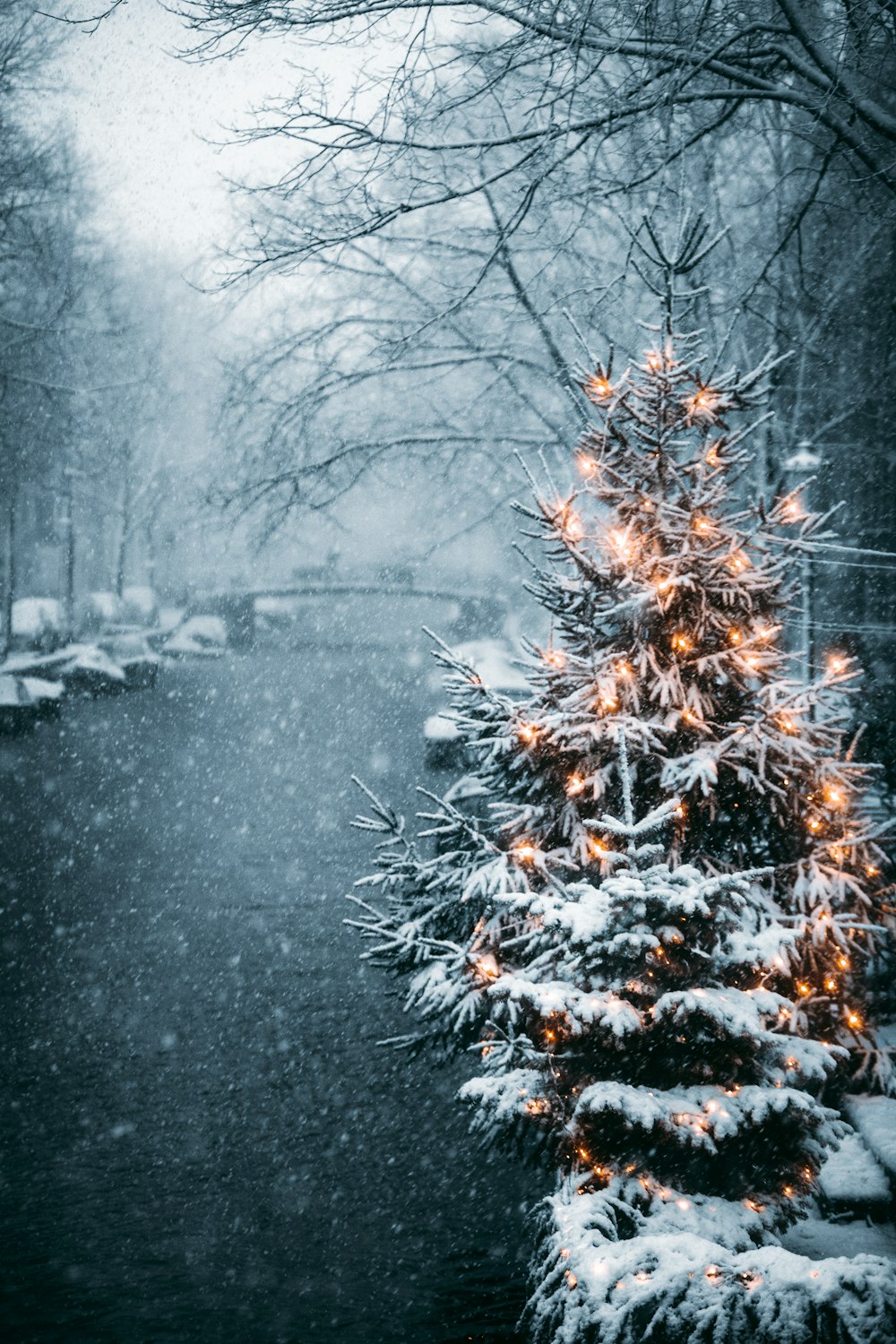 Christmas tree covered with snow