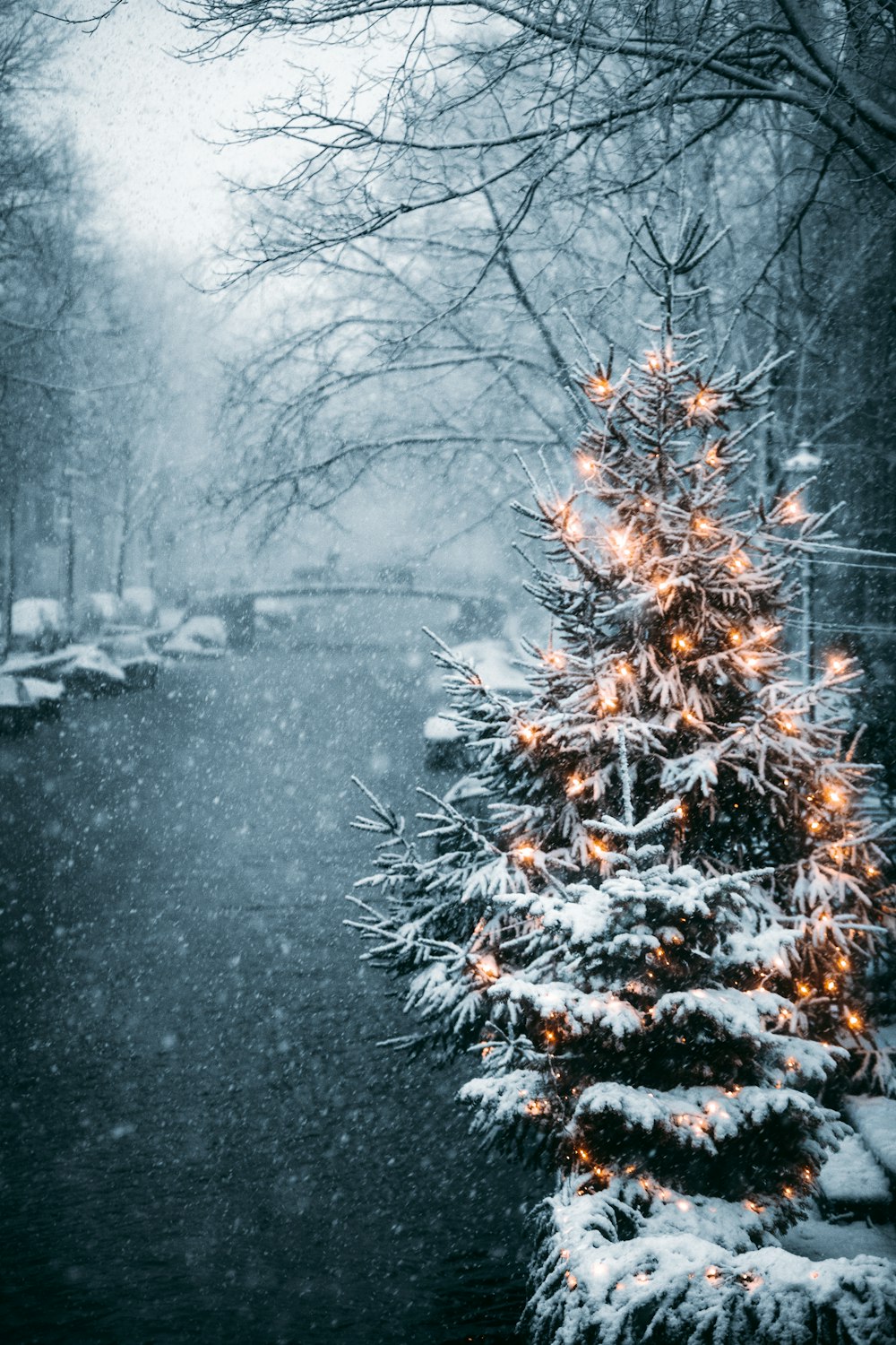 Hãy cùng tận hưởng không khí Noel với hình ảnh cây thông noel bị phủ hoàn toàn bởi tuyết trắng. Với ảnh miễn phí này, bạn sẽ cảm thấy được một mùa lễ hội ấm áp, ý nghĩa. Qua ảnh, chúng ta có thể đón một mùa Giáng sinh hoàn hảo chỉ trong tích tắc!