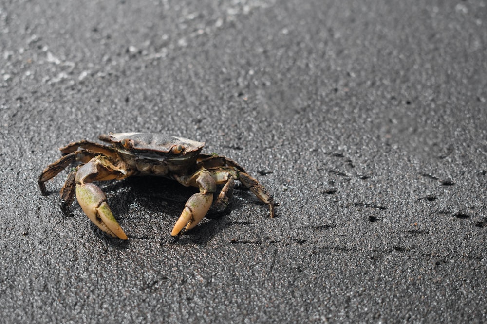 crab on black sand