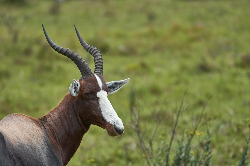 brown and white deer