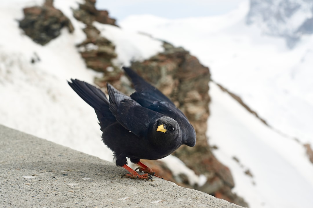 black bird perched on concrete surface