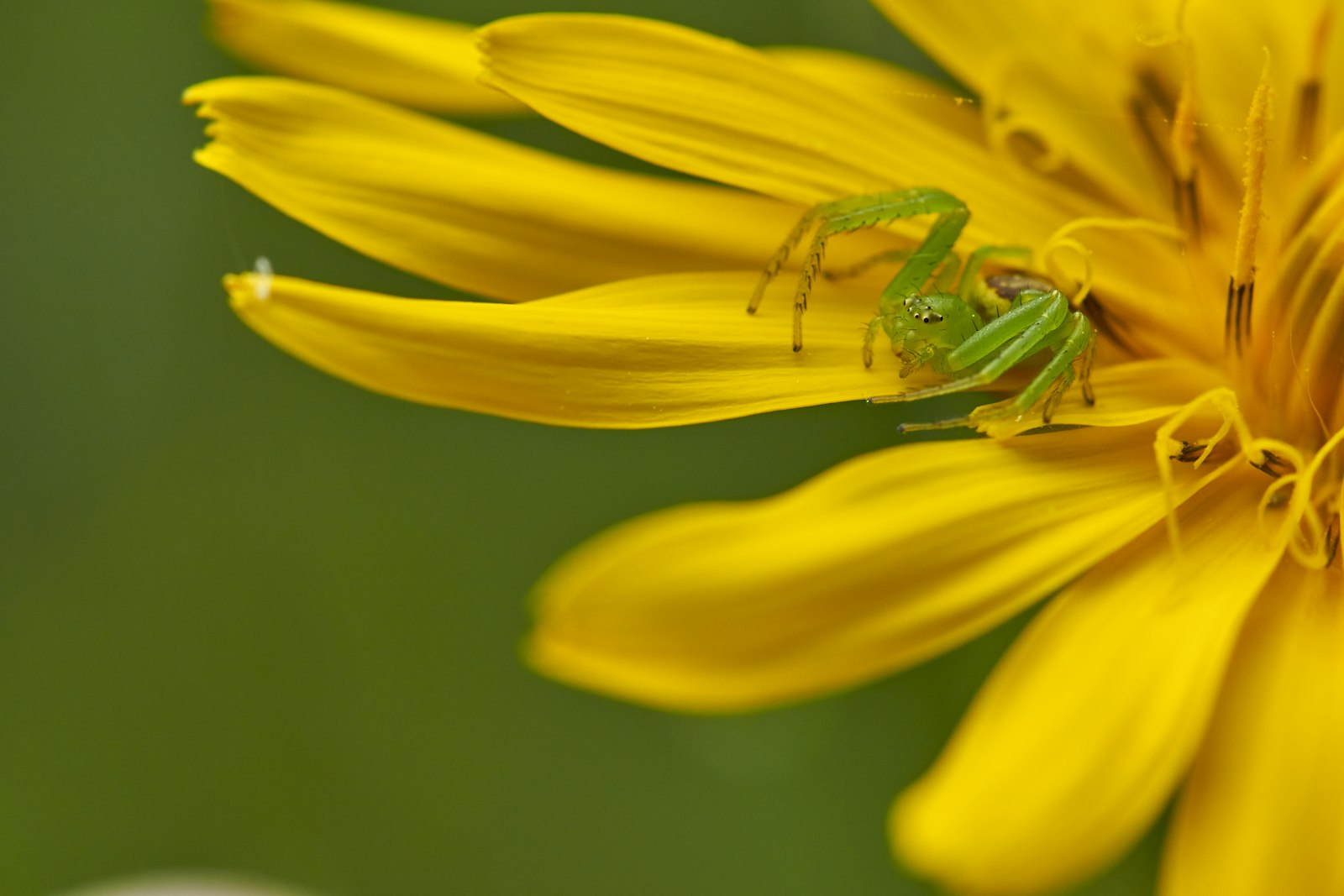 Minolta AF 100mm F2.8 Macro [New] sample photo. Green spider on yellow-petaled photography
