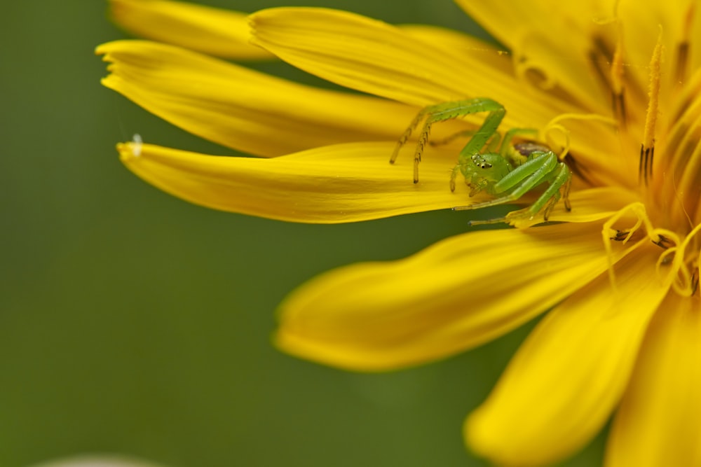 green spider on yellow-petaled flower
