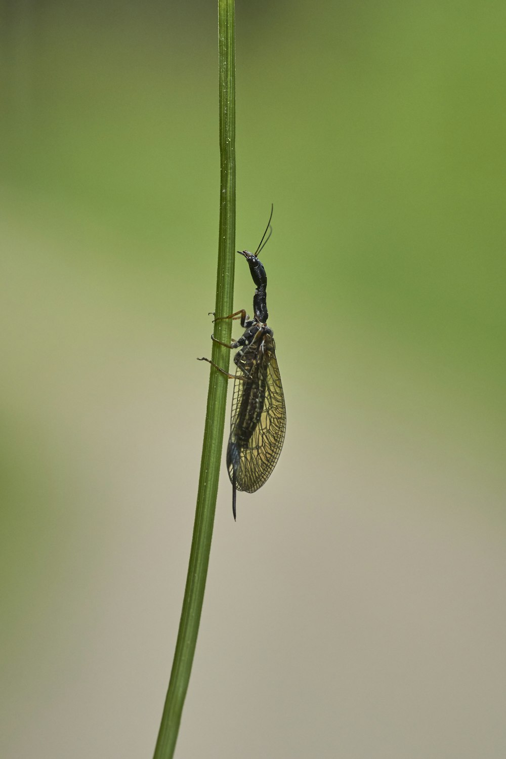 green winged insect on plant