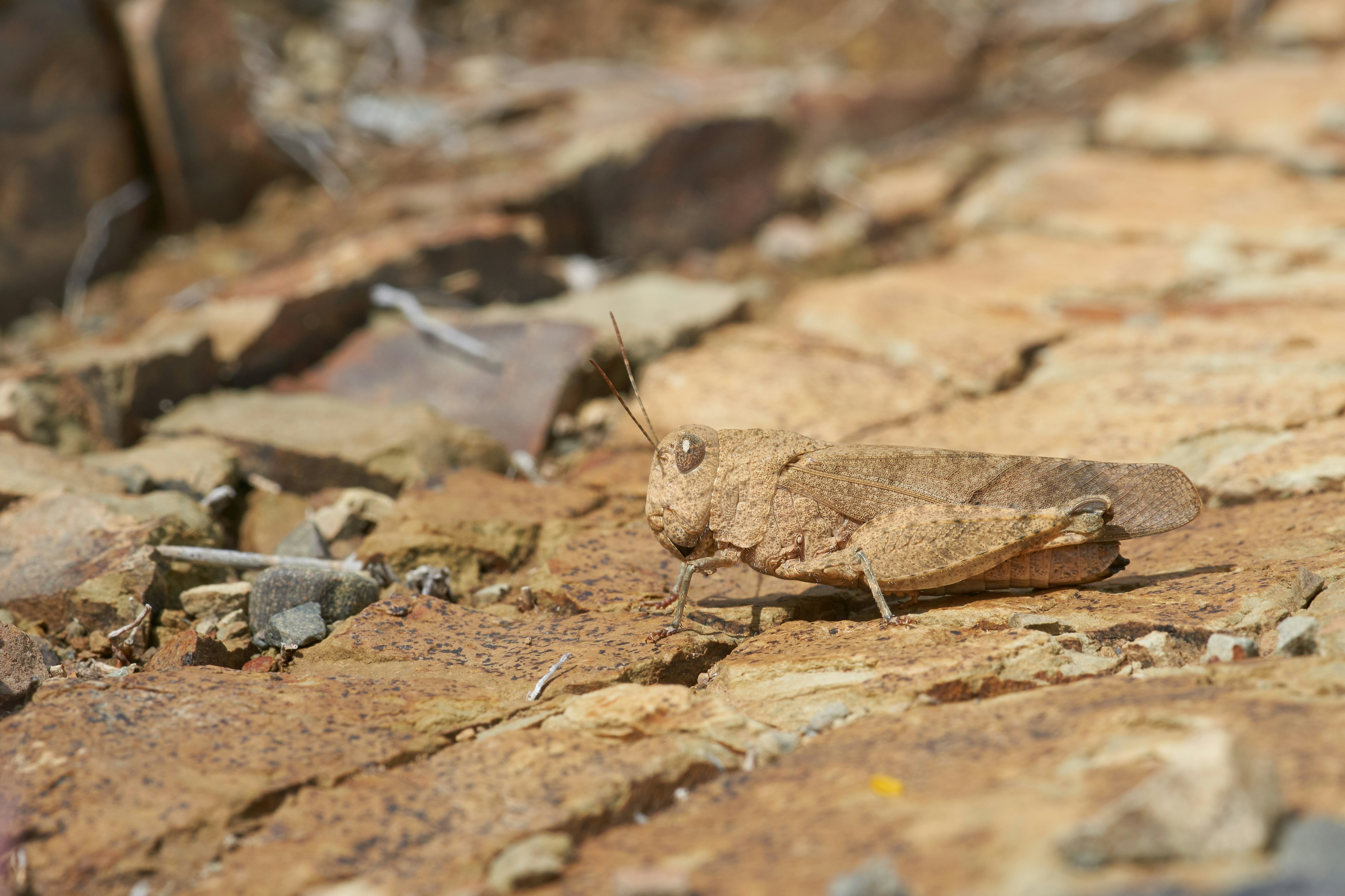 Photo by wolfgang_hasselmann