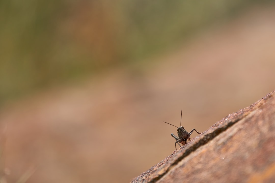 Small grasshopper 