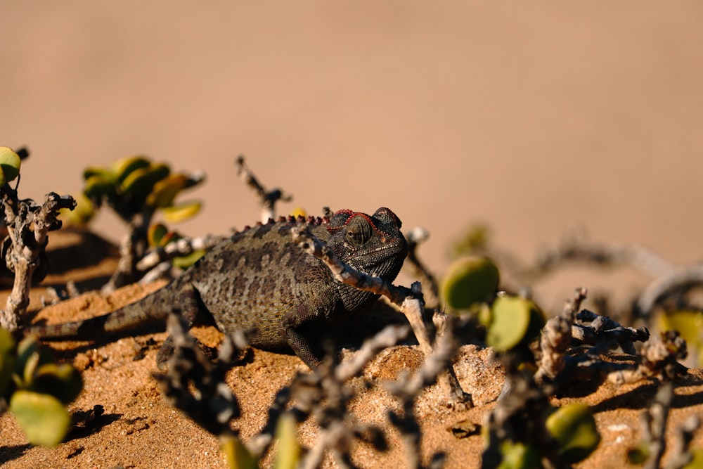 brown and gray lizard