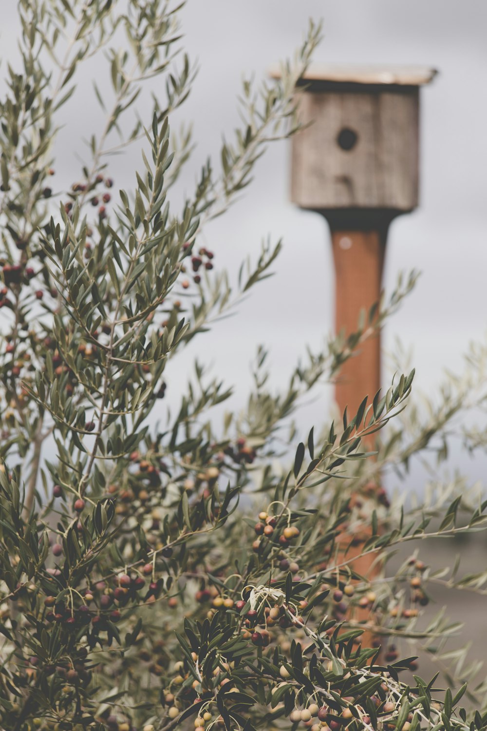 pianta a foglia verde