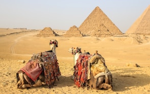 two camels on near pyramid, Egypt