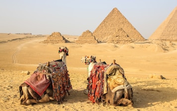 two camels on near pyramid, Egypt