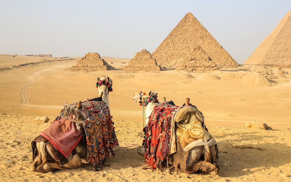 two camels on near pyramid