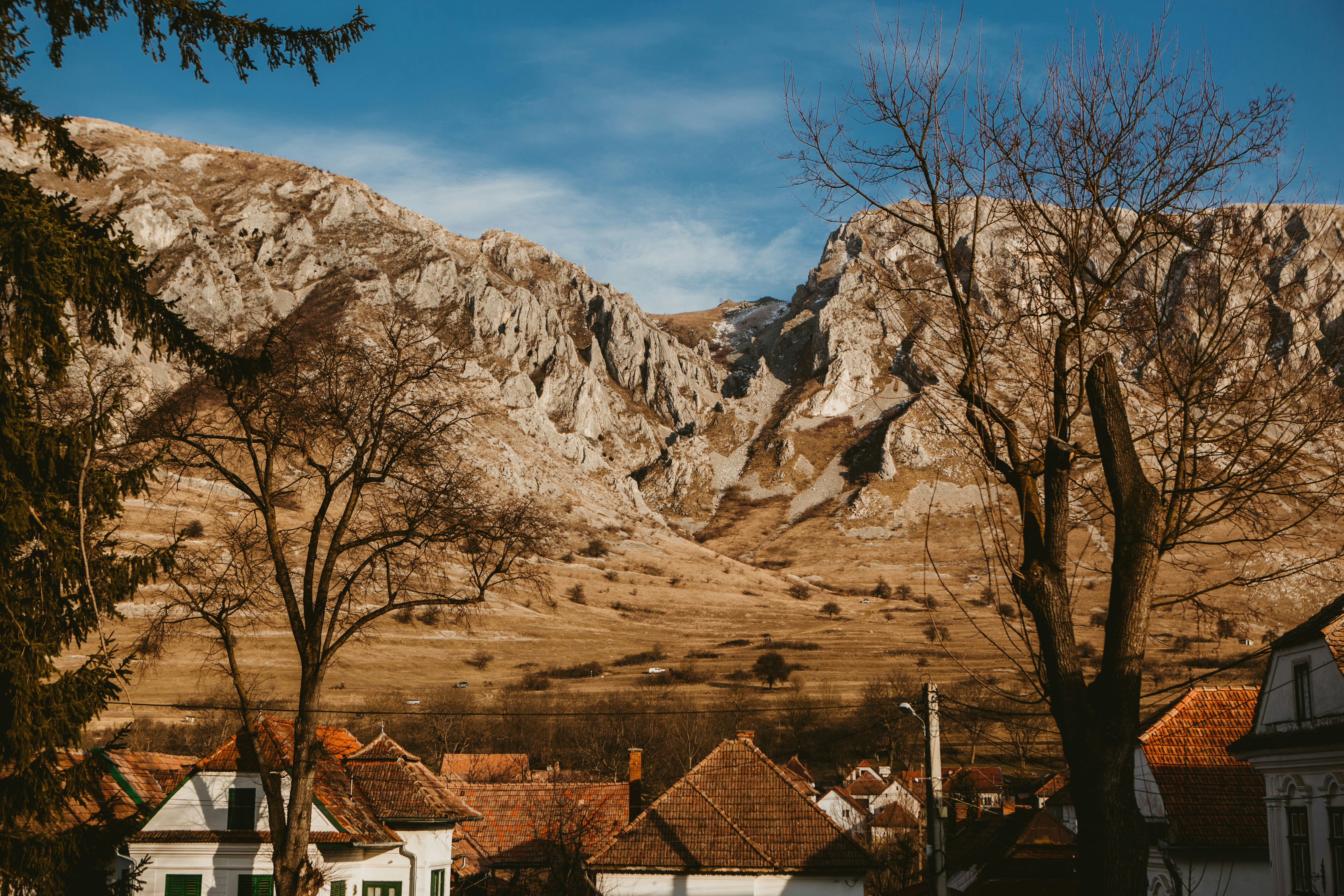 bare trees beside houses