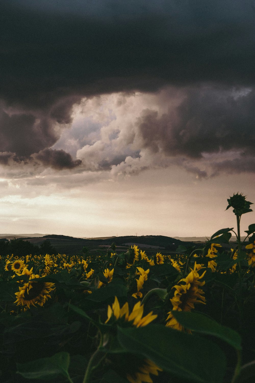 sunflower field