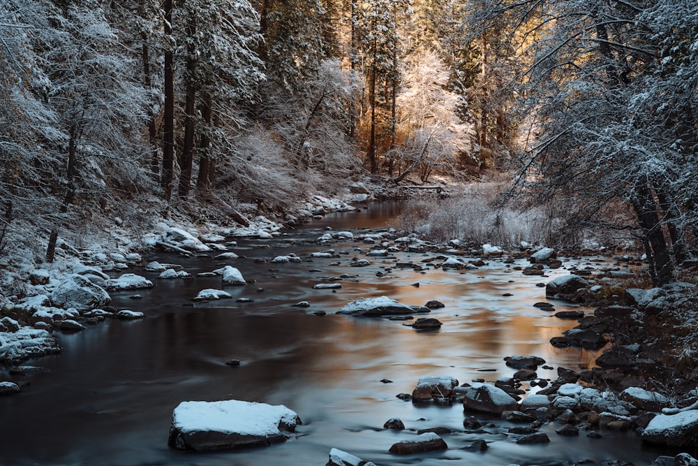 river between trees