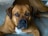 A brown dog with a stocky build and soulful eyes lies on a concrete surface. Its ears are floppily perked, and it appears to be calm yet attentive. The fur is short and smoothly covers its body, with a patch of white visible on its chest.