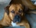A brown dog with a stocky build and soulful eyes lies on a concrete surface. Its ears are floppily perked, and it appears to be calm yet attentive. The fur is short and smoothly covers its body, with a patch of white visible on its chest.
