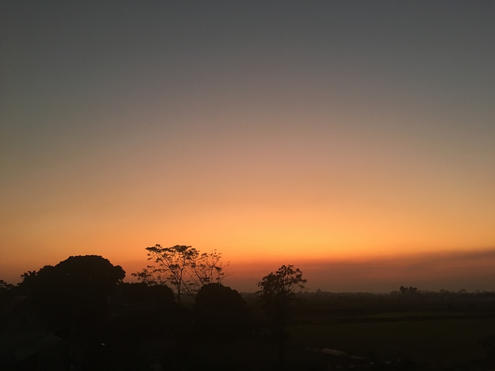 trees during sunset