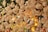 Numerous white feather-like ornaments hang from strings, creating a festive and whimsical atmosphere. Golden decorations, including stars and illuminated orbs, add a warm glow to the scene.