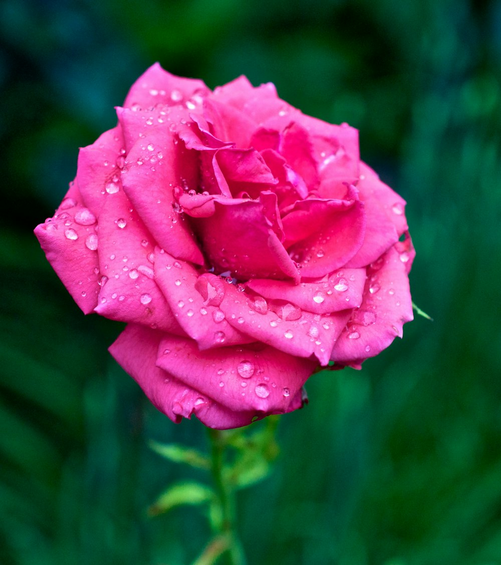 pink rose in bloom