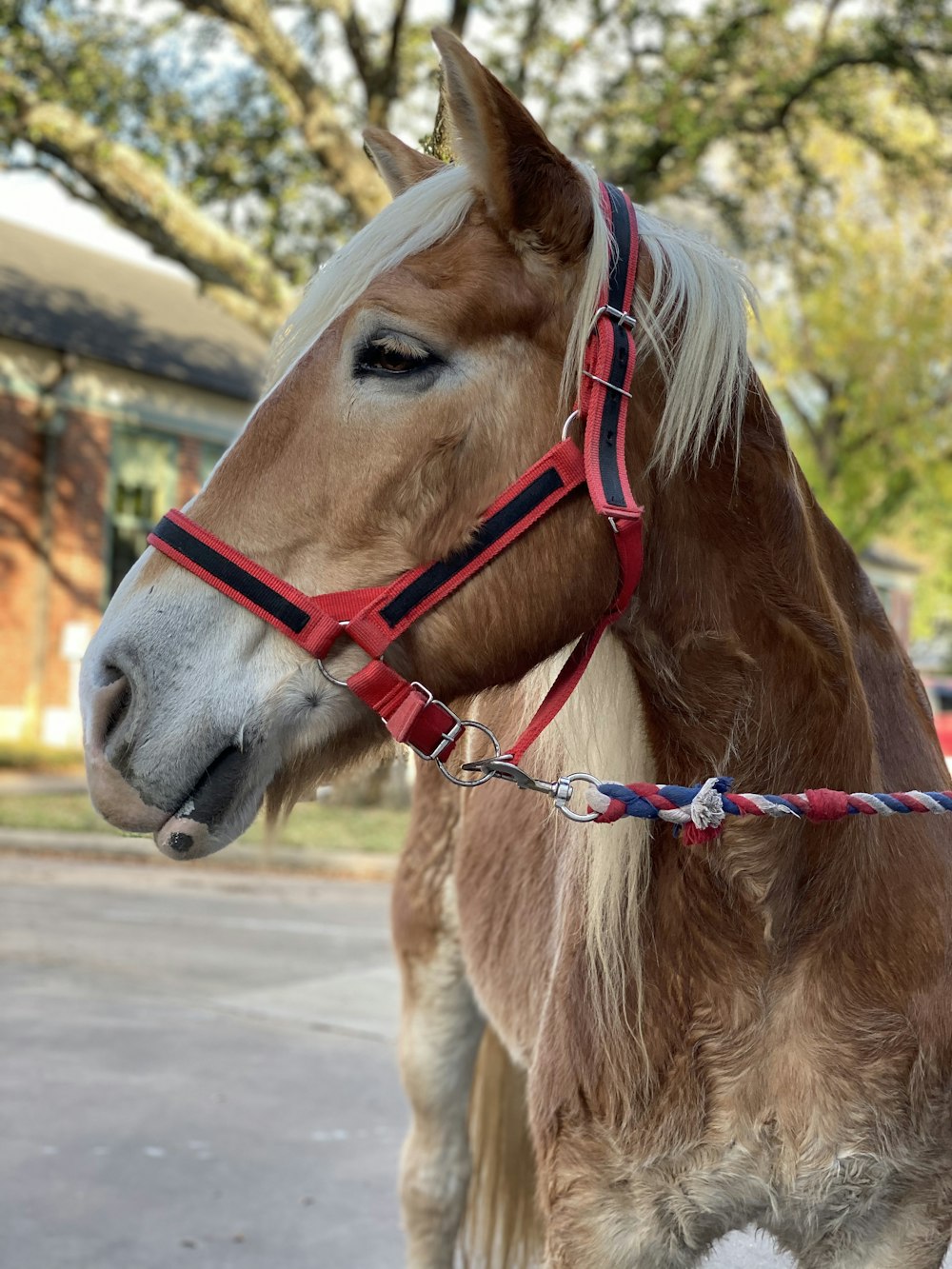 leashed horse