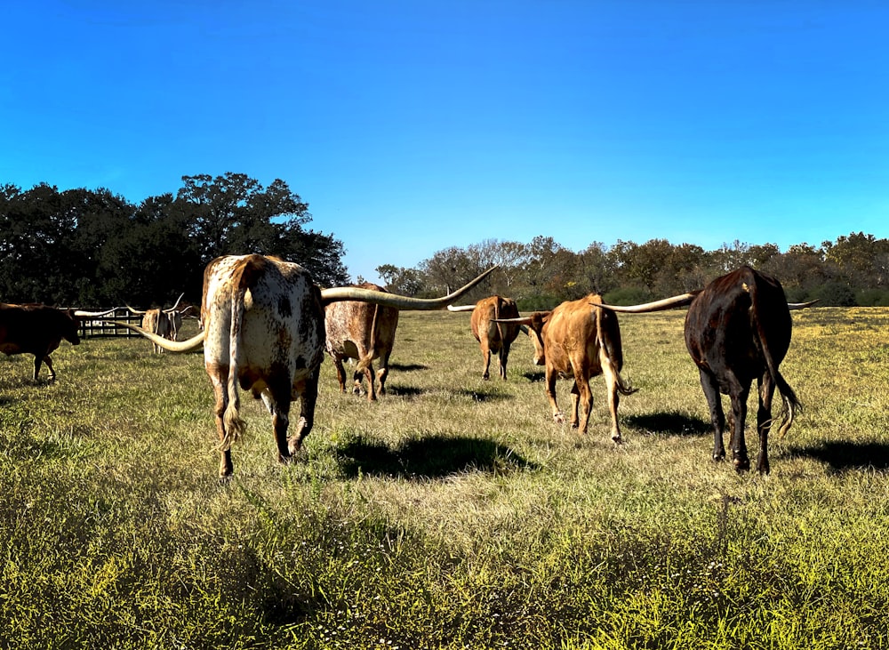 herd of brown and black cattles