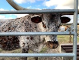 A close-up of a speckled, brown-and-white cow looking through a metal fence, with large horns extending wide. In the background, other cattle can be seen grazing in an open field under a partly cloudy sky.