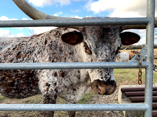 A close-up of a speckled, brown-and-white cow looking through a metal fence, with large horns extending wide. In the background, other cattle can be seen grazing in an open field under a partly cloudy sky.