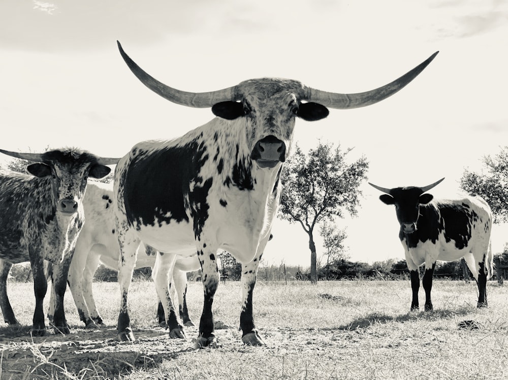 rebaño de ganado en el campo