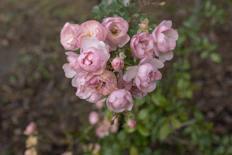 pink-petaled flower