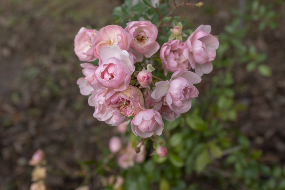 ピンクの花びらの花の写真 Unsplashで見つける薔薇の無料写真