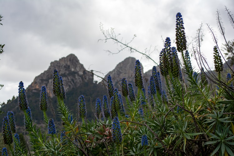 Mountains rising behind the lavender