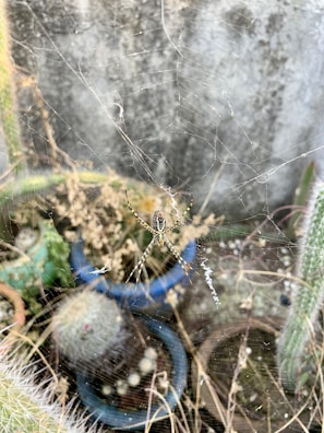 Specialist treating an office space corner for spiders using non-fumigant methods.