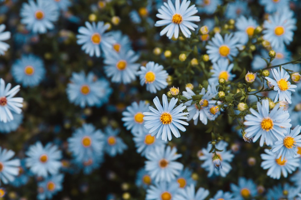 weiße Gänseblümchenblüten