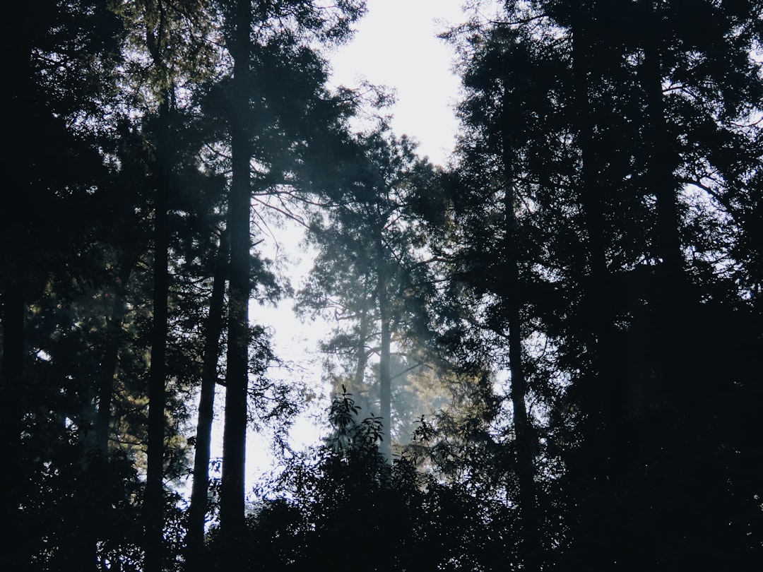 silhouette trees