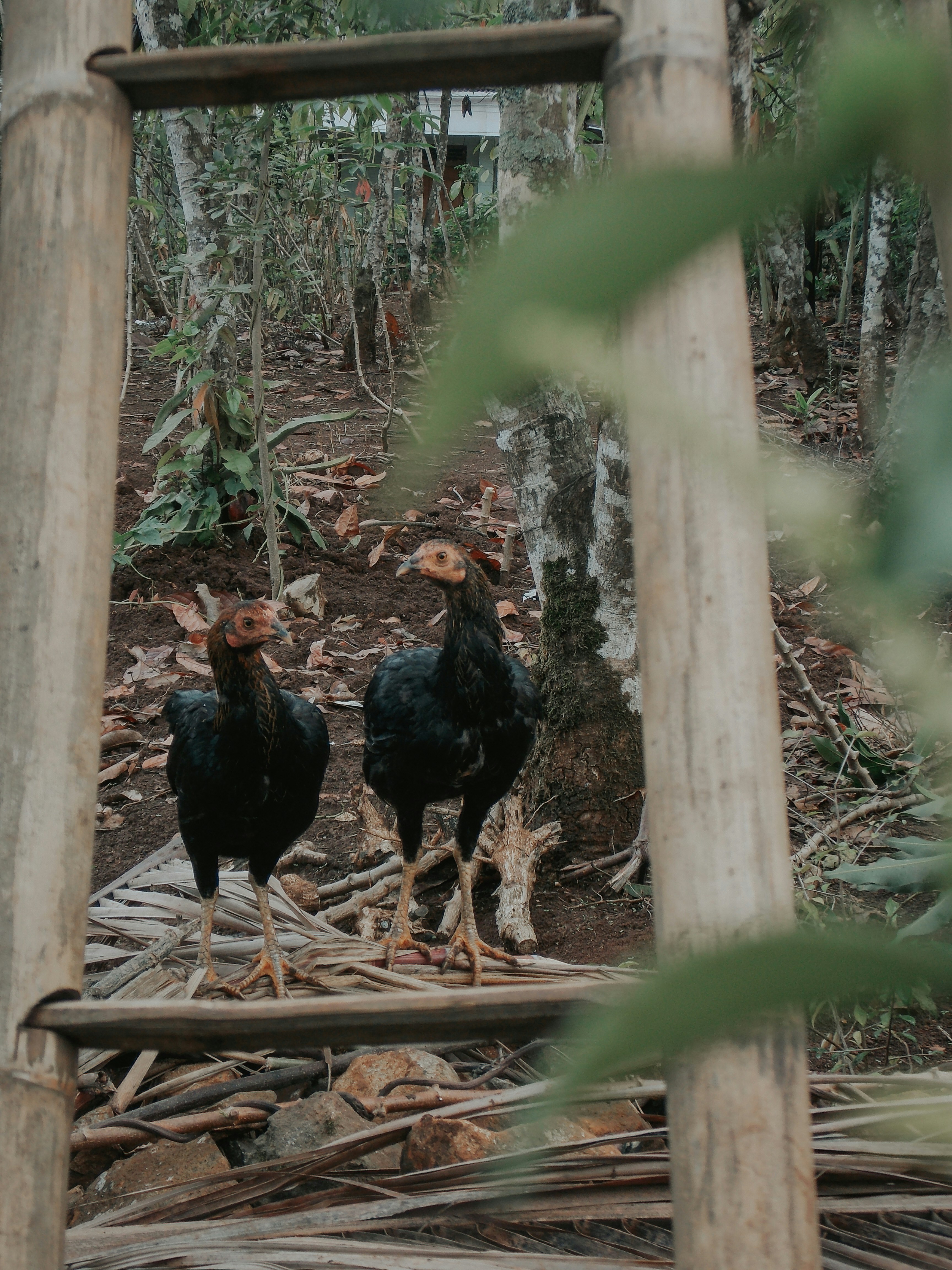 Schwarze Hühner in der Nähe der Leiter