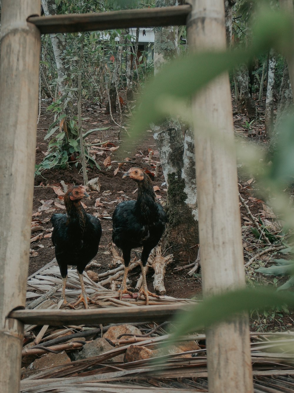 black chickens near ladder